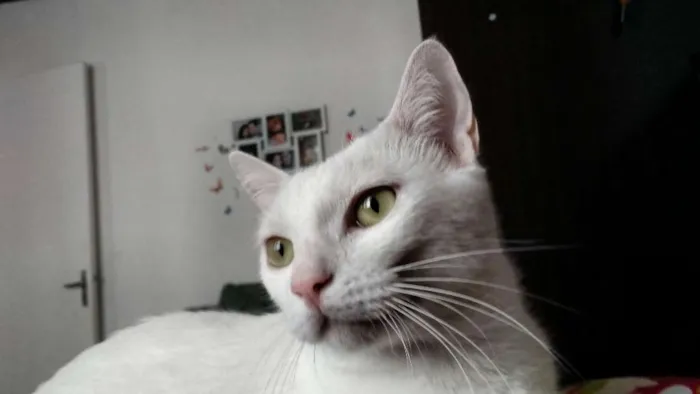 Gato ra a PERSA COM VIRA LATA idade 3 anos nome COCADA