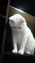 COCADA