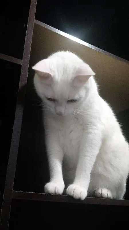 Gato ra a PERSA COM VIRA LATA idade 3 anos nome COCADA