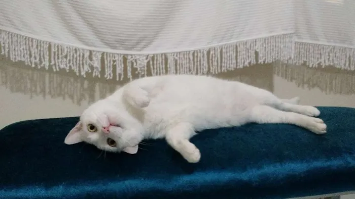 Gato ra a PERSA COM VIRA LATA idade 3 anos nome COCADA