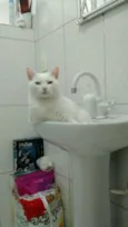 COCADA