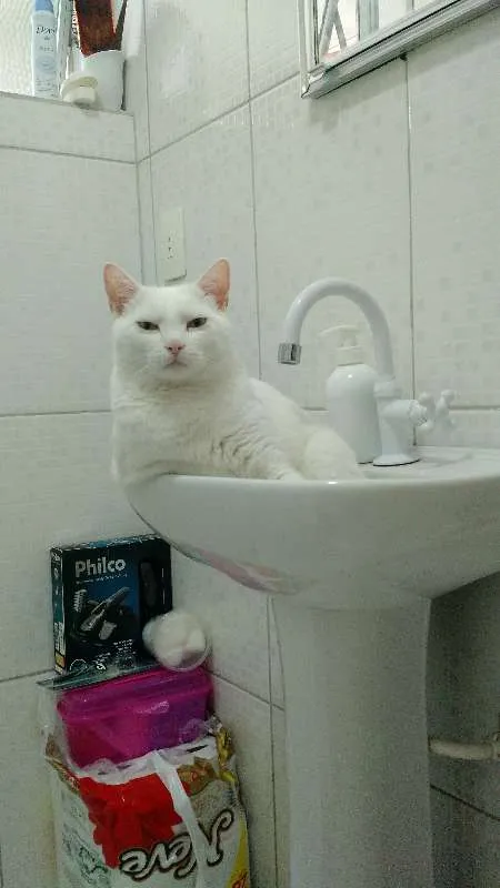 Gato ra a PERSA COM VIRA LATA idade 3 anos nome COCADA