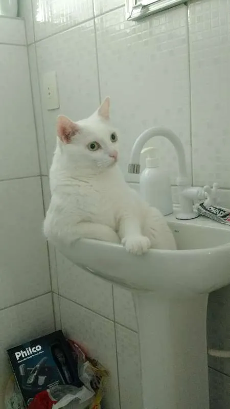 Gato ra a PERSA COM VIRA LATA idade 3 anos nome COCADA