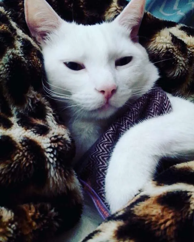 Gato ra a PERSA COM VIRA LATA idade 3 anos nome COCADA
