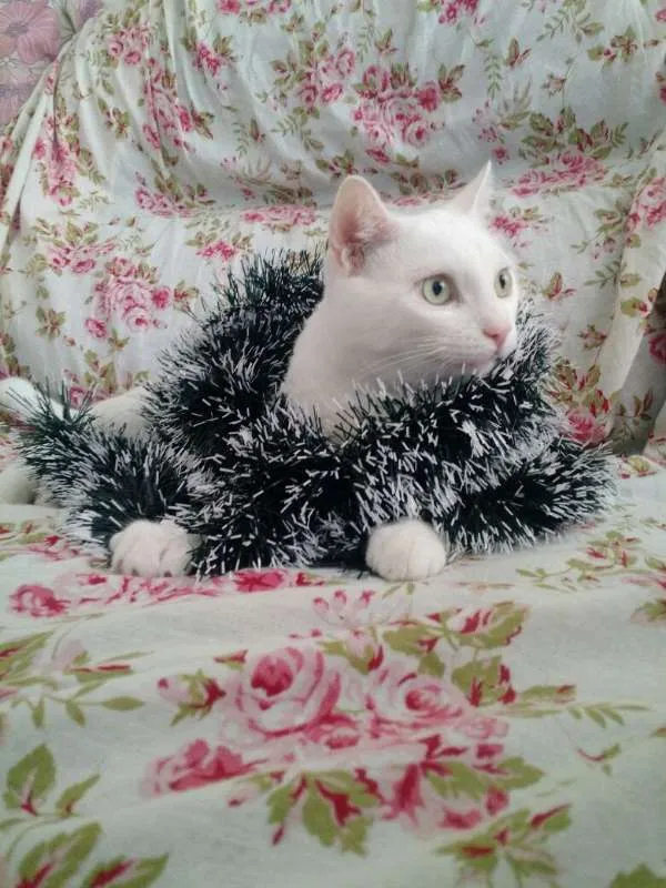 Gato ra a PERSA COM VIRA LATA idade 3 anos nome COCADA