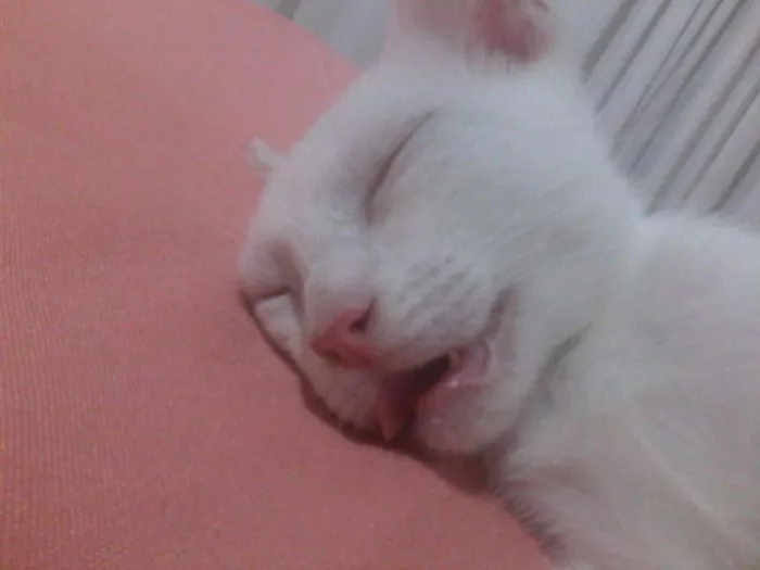 Gato ra a PERSA COM VIRA LATA idade 3 anos nome COCADA