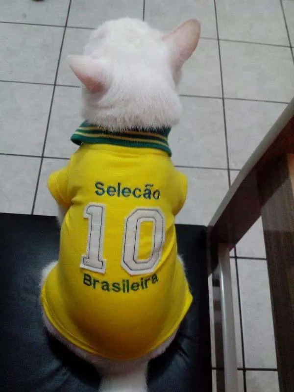 Gato ra a PERSA COM VIRA LATA idade 3 anos nome COCADA