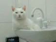 COCADA