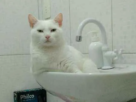 Gato ra a PERSA COM VIRA LATA idade 3 anos nome COCADA