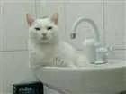 Gato raça PERSA COM VIRA LATA idade 3 anos nome COCADA