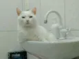 COCADA