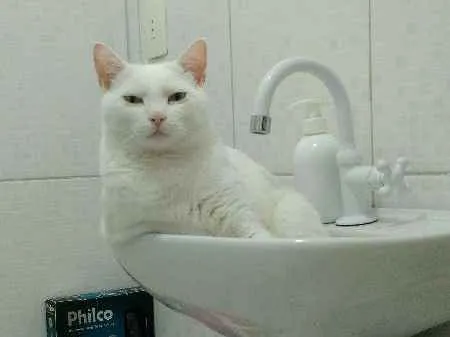 Gato ra a PERSA COM VIRA LATA idade 3 anos nome COCADA