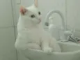 COCADA