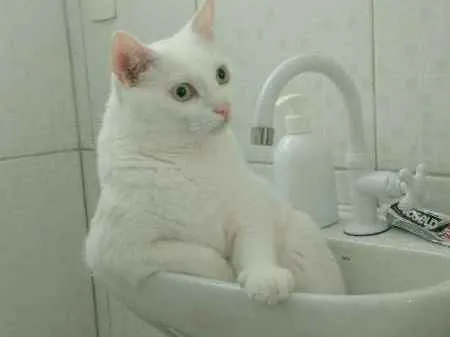 Gato ra a PERSA COM VIRA LATA idade 3 anos nome COCADA