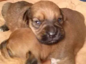Cachorro raça  idade Abaixo de 2 meses nome Sem nome