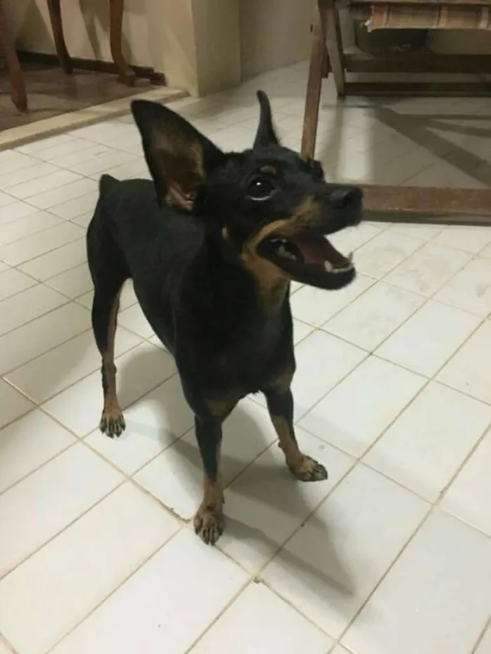 Cachorro ra a Srd idade 2 a 6 meses nome Pequena