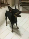 Pequena