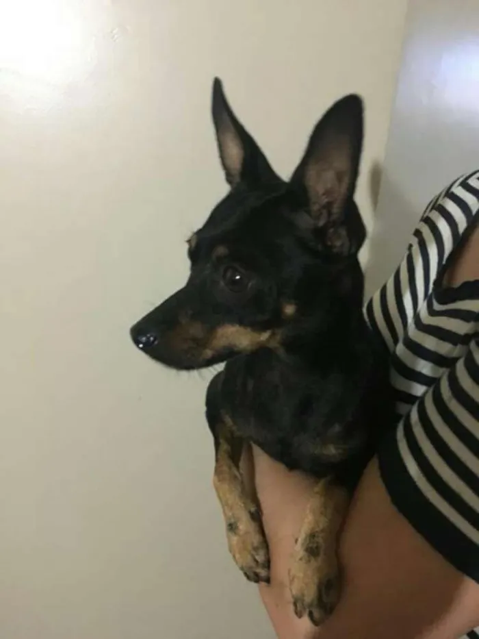Cachorro ra a Srd idade 2 a 6 meses nome Pequena