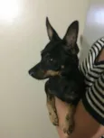 Pequena