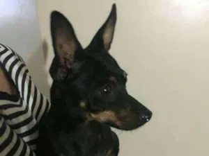 Cachorro raça Srd idade 2 a 6 meses nome Pequena