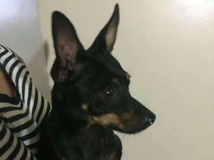 Cachorro ra a Srd idade 2 a 6 meses nome Pequena
