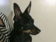 Pequena