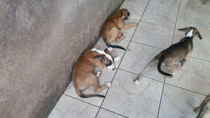 Cachorro ra a Mistura (Fila e PitBull) idade 2 a 6 meses nome Filhotes diversos