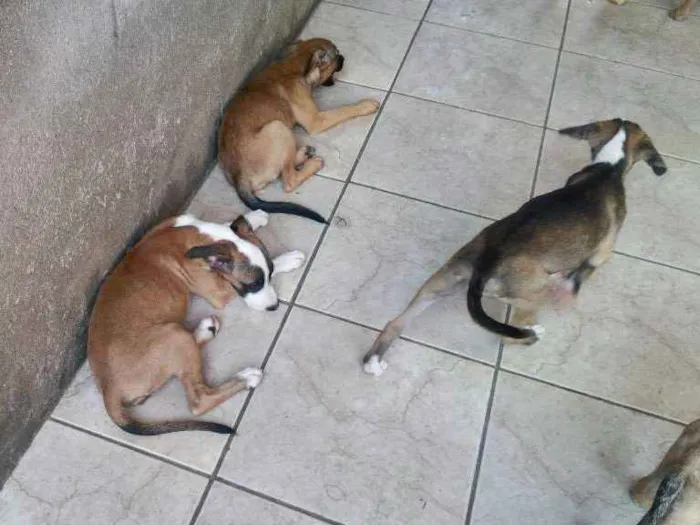 Cachorro ra a Mistura (Fila e PitBull) idade 2 a 6 meses nome Filhotes diversos