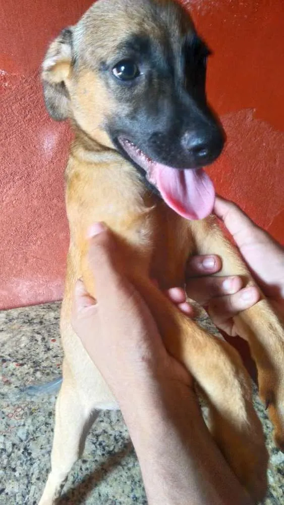 Cachorro ra a Mistura (Fila e PitBull) idade 2 a 6 meses nome Filhotes diversos