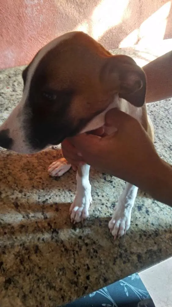 Cachorro ra a Mistura (Fila e PitBull) idade 2 a 6 meses nome Filhotes diversos