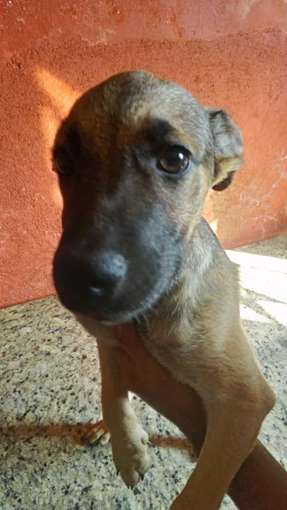 Cachorro ra a Mistura (Fila e PitBull) idade 2 a 6 meses nome Filhotes diversos
