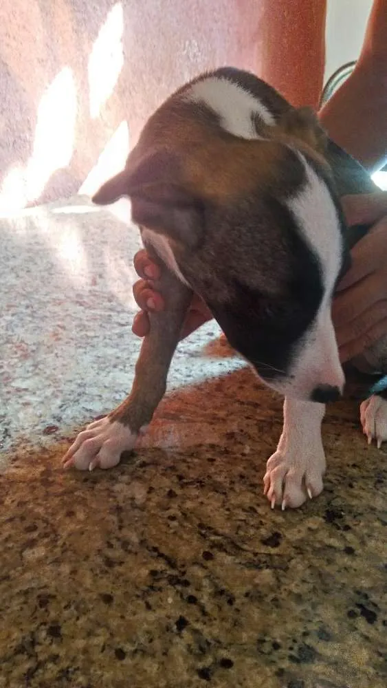 Cachorro ra a Mistura (Fila e PitBull) idade 2 a 6 meses nome Filhotes diversos