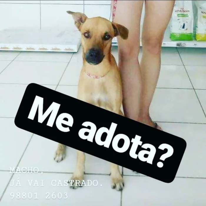Cachorro ra a Srd idade 1 ano nome Marley CASTRADO