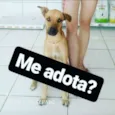 Marley CASTRADO