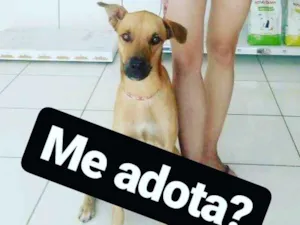 Cachorro raça Srd idade 1 ano nome Marley CASTRADO