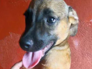 Cachorro raça Mistura (Fila e PitBull) idade 2 a 6 meses nome Filhotes diversos