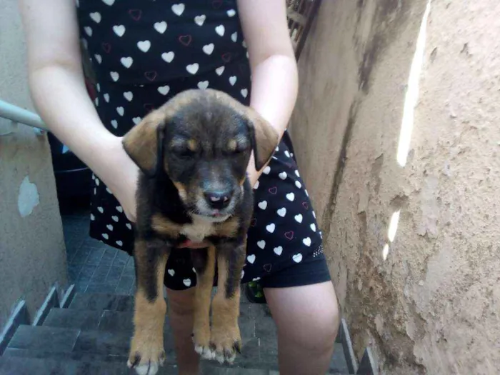 Cachorro ra a Vira lata idade 2 a 6 meses nome Sem nome