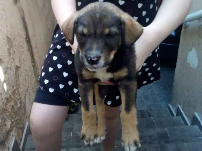 Cachorro ra a Vira lata idade 2 a 6 meses nome Sem nome