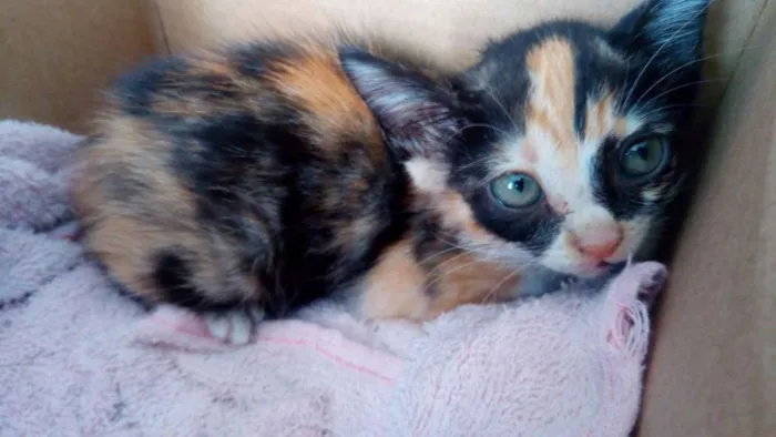Gato ra a Vira Lata idade Abaixo de 2 meses nome Sem Nome