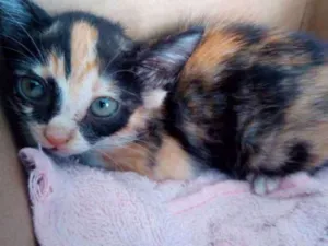 Gato raça Vira Lata idade Abaixo de 2 meses nome Sem Nome