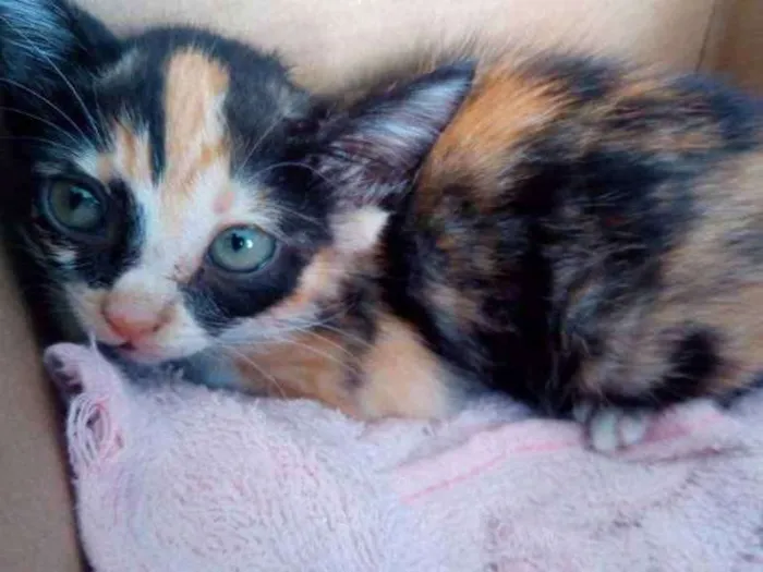 Gato ra a Vira Lata idade Abaixo de 2 meses nome Sem Nome