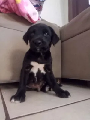 Cachorro raça vira lata com darce idade Abaixo de 2 meses nome Não tem nome