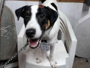 Cachorro raça Sem raça definida (vira lata) idade 7 a 11 meses nome Flocos