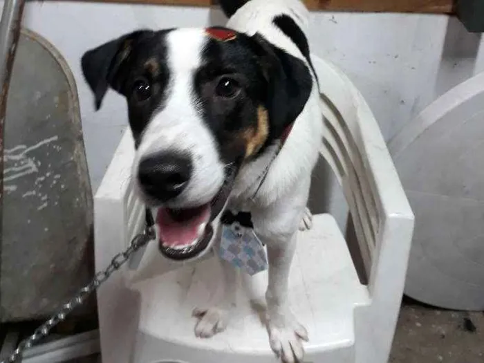 Cachorro ra a Sem raça definida (vira lata) idade 7 a 11 meses nome Flocos
