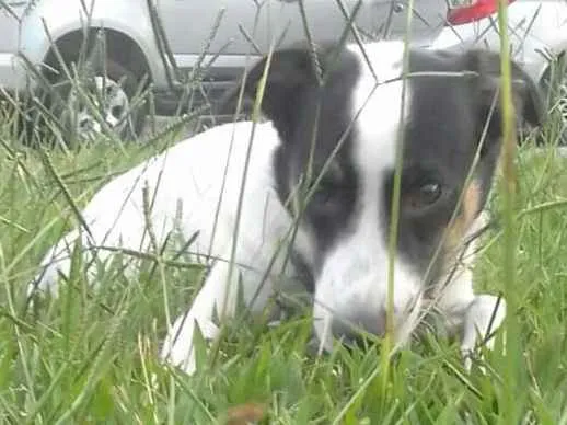 Cachorro ra a Sem raça definida (vira lata) idade 7 a 11 meses nome Flocos