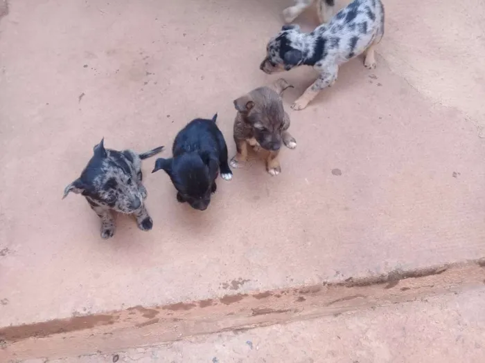 Cachorro raça vira lata idade Abaixo de 2 meses nome toquinho, pretinho