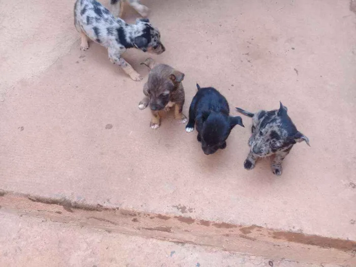 Cachorro raça vira lata idade Abaixo de 2 meses nome toquinho, pretinho