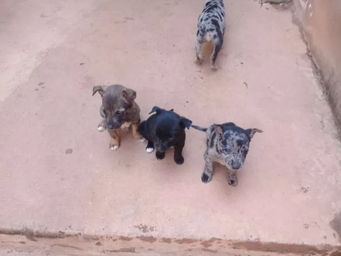 Cachorro raça vira lata idade Abaixo de 2 meses nome toquinho, pretinho