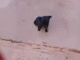 toquinho, pretinho