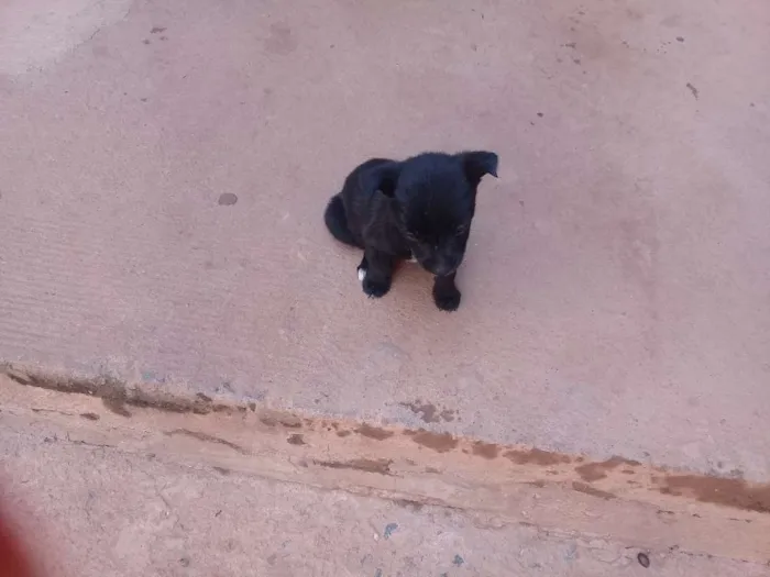 Cachorro raça vira lata idade Abaixo de 2 meses nome toquinho, pretinho